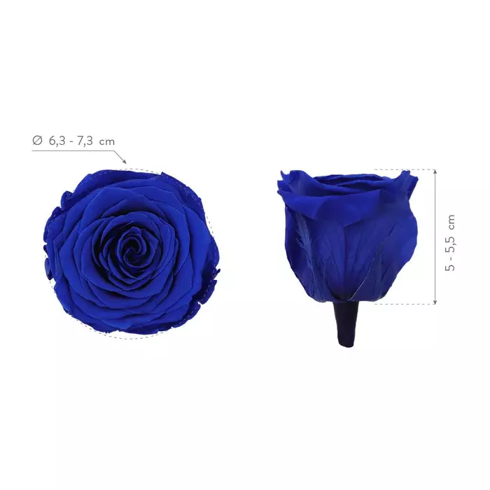 Стабилизированные бутоны розы "Dark Blue" (Queen)