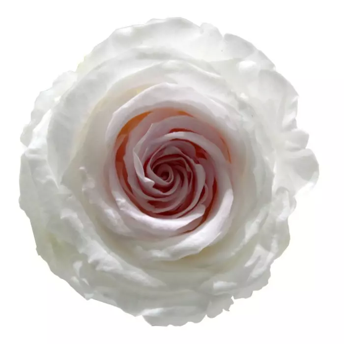 Бутоны розы "Bicolor" (Extra)