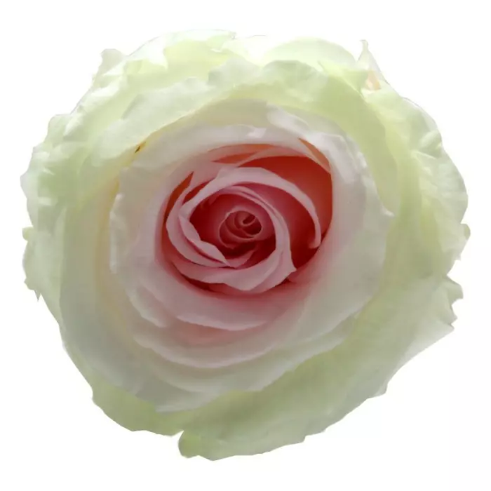 Бутоны розы "Tricolor" (Extra)
