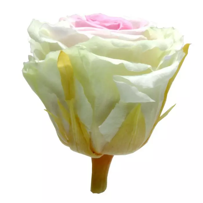 Бутоны розы "Tricolor" (Extra)
