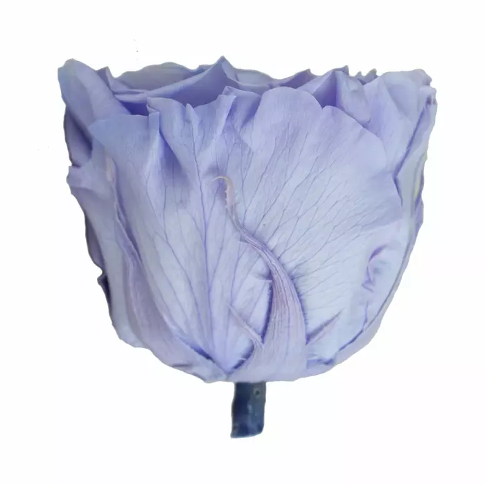Бутоны садовой розы "Lilac"