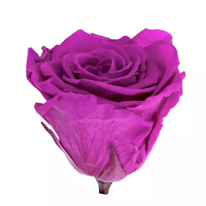 Стабилизированные бутоны розы "Hot Pink" (Monalisa)