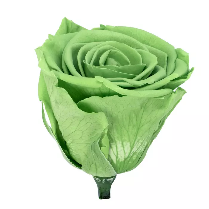Стабилизированные бутоны розы "Pririe Green" (Monalisa)