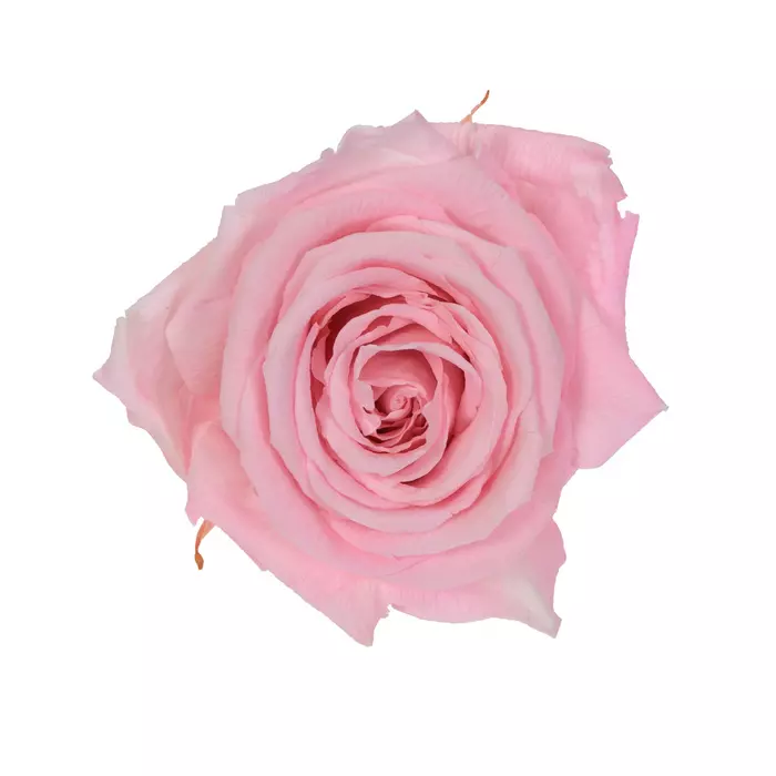 Бутоны розы "Pink" (Standard)
