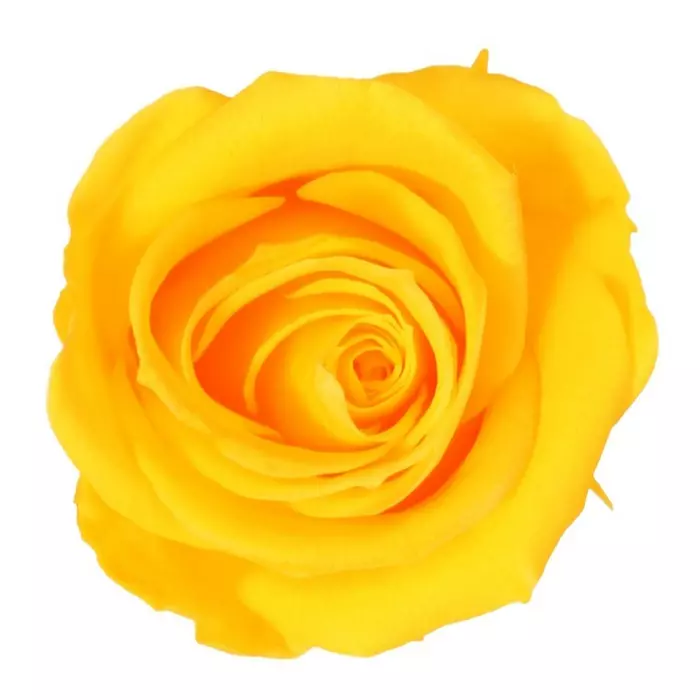 Бутоны розы "Warm Yellow" (Mini)