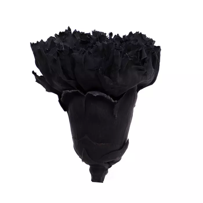Бутоны гвоздики "Carbon Black" (Carnation x6)