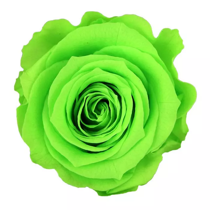 Бутоны розы "Lime Green" (Medium)