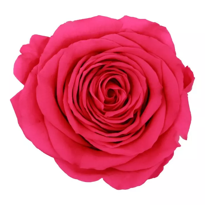 Стабилизированные бутоны розы "Bright Pink" (Queen)