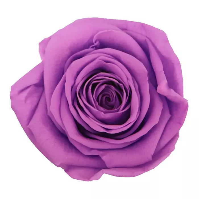 Стабилизированные бутоны розы "Bright Lilac" (Queen)