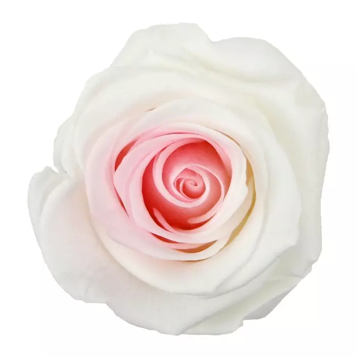 Бутоны роз "Bicolor" (Standard)