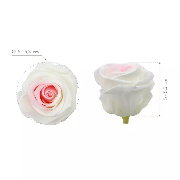Стабилизированные бутоны роз "Bicolor" (Standard)