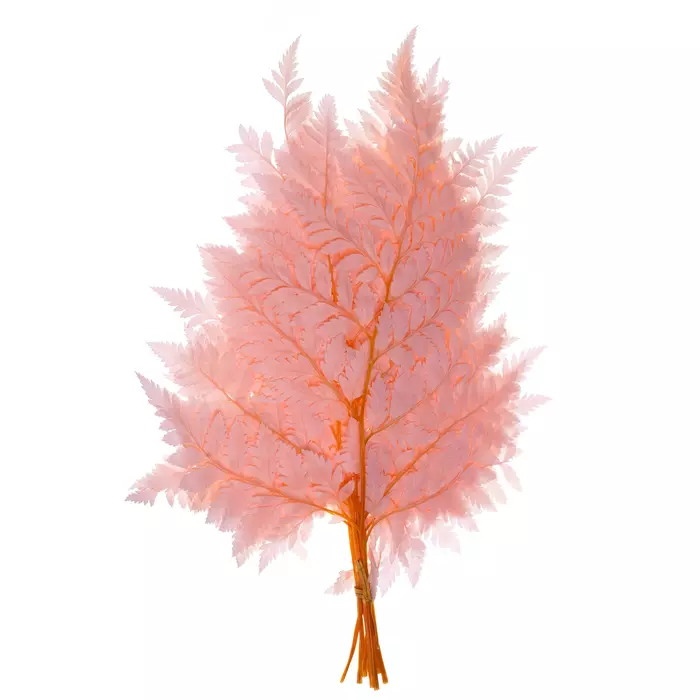 Стабилизированные ветви папоротника ( Pink )