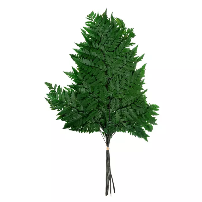 Стабилизированные ветви папоротника ( Green )