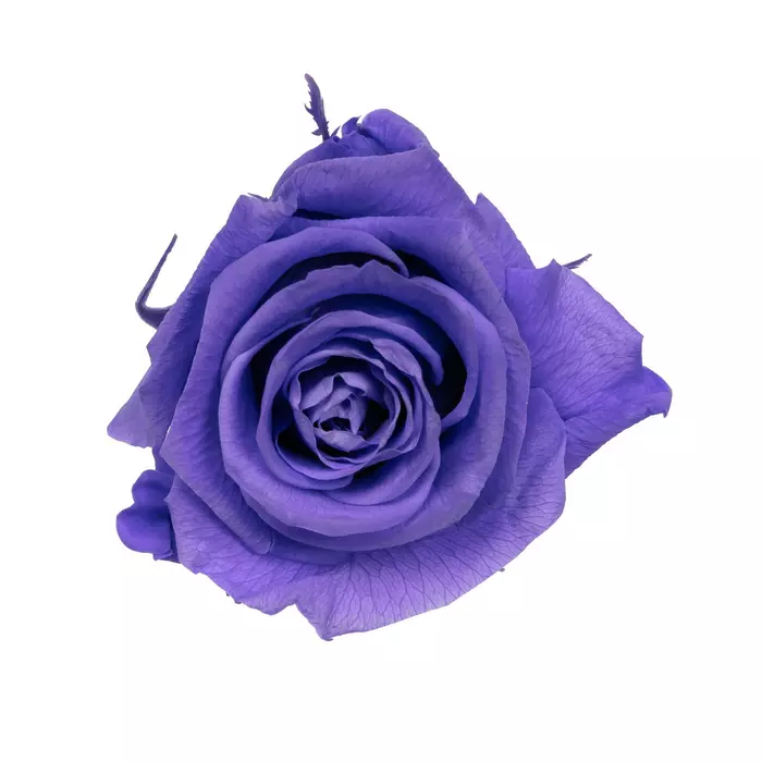Бутоны розы "Lavender" (Standard)