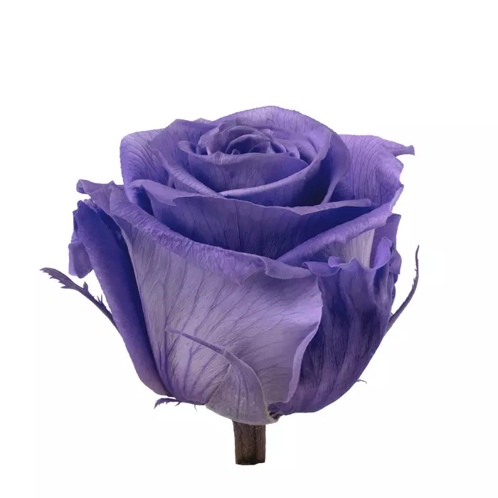Бутоны розы "Lavender" (Standard)