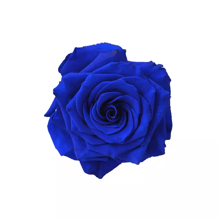 Бутоны розы "Navy Blue" ( L+ )