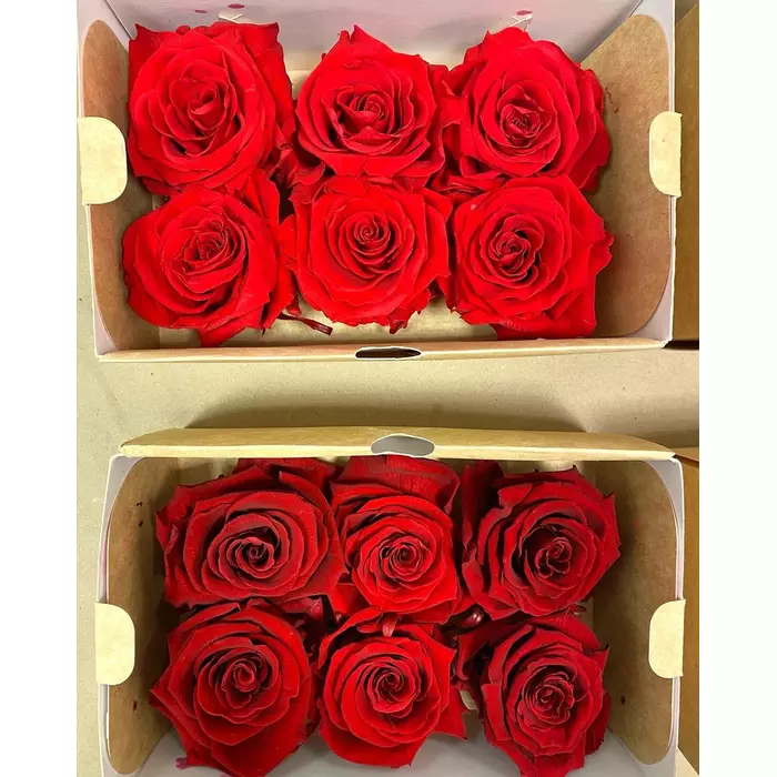 Бутоны розы "Red" (XL)