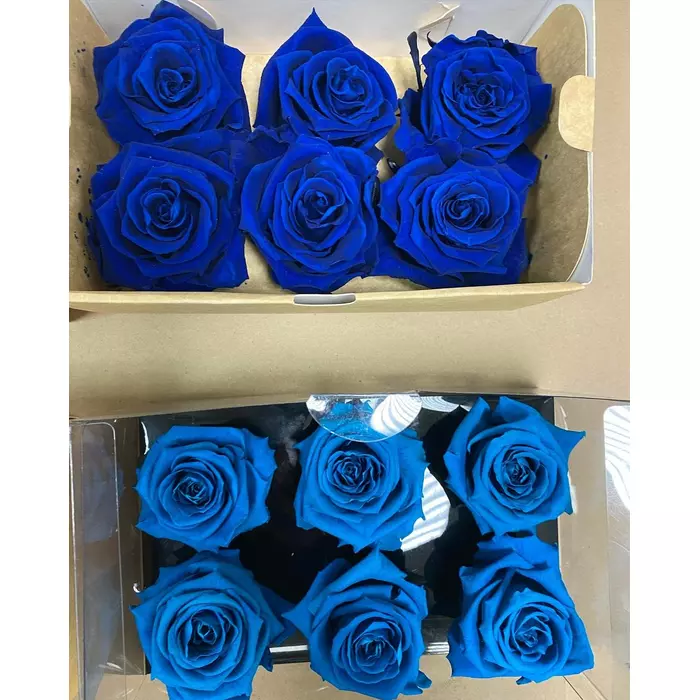Бутоны розы "Turquoise"(Standard-new box)
