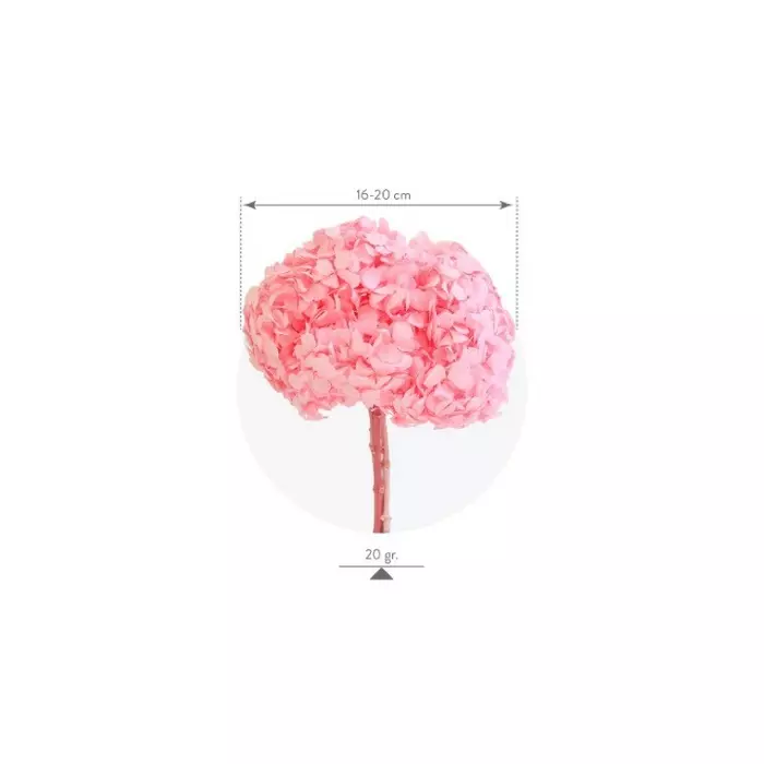 Гортензия стабилизированная "Pastel pink" (Premium)