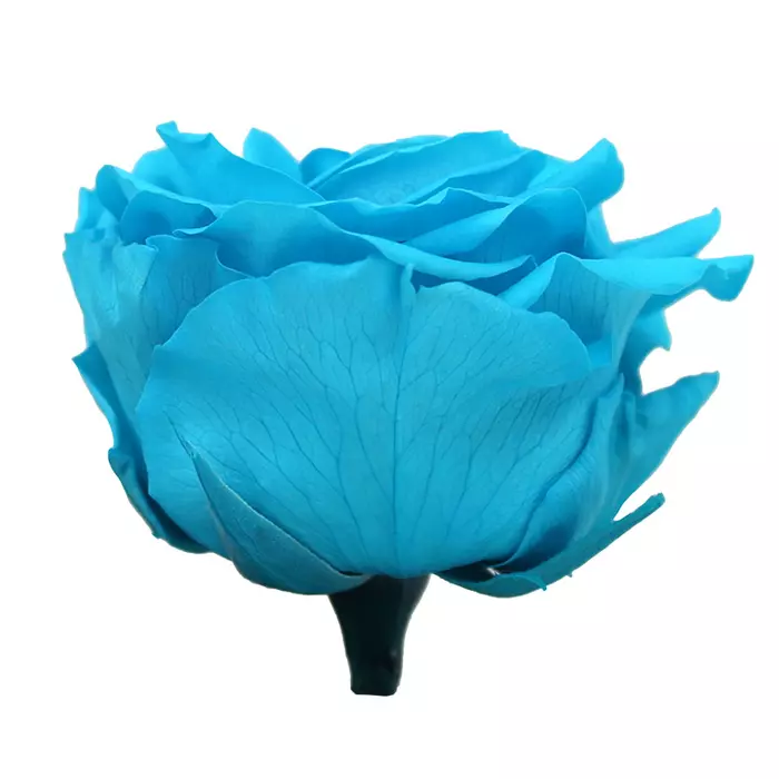 Бутоны розы "Bright Turquoise" (Premium)