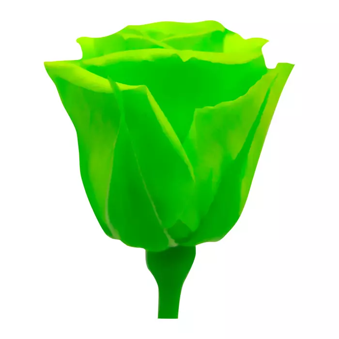 Бутоны розы "Lime Green" (Mini)