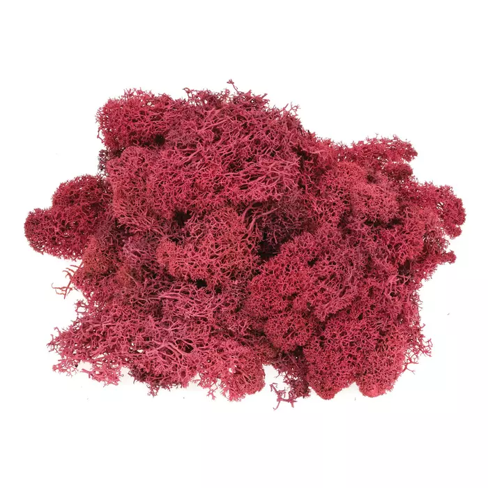 Стабилизированный мох (ягель) 0.5 кг (Pink)